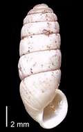 Image of Cylindrus obtusus (Draparnaud 1805)