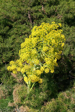 Image of Giant Fennel