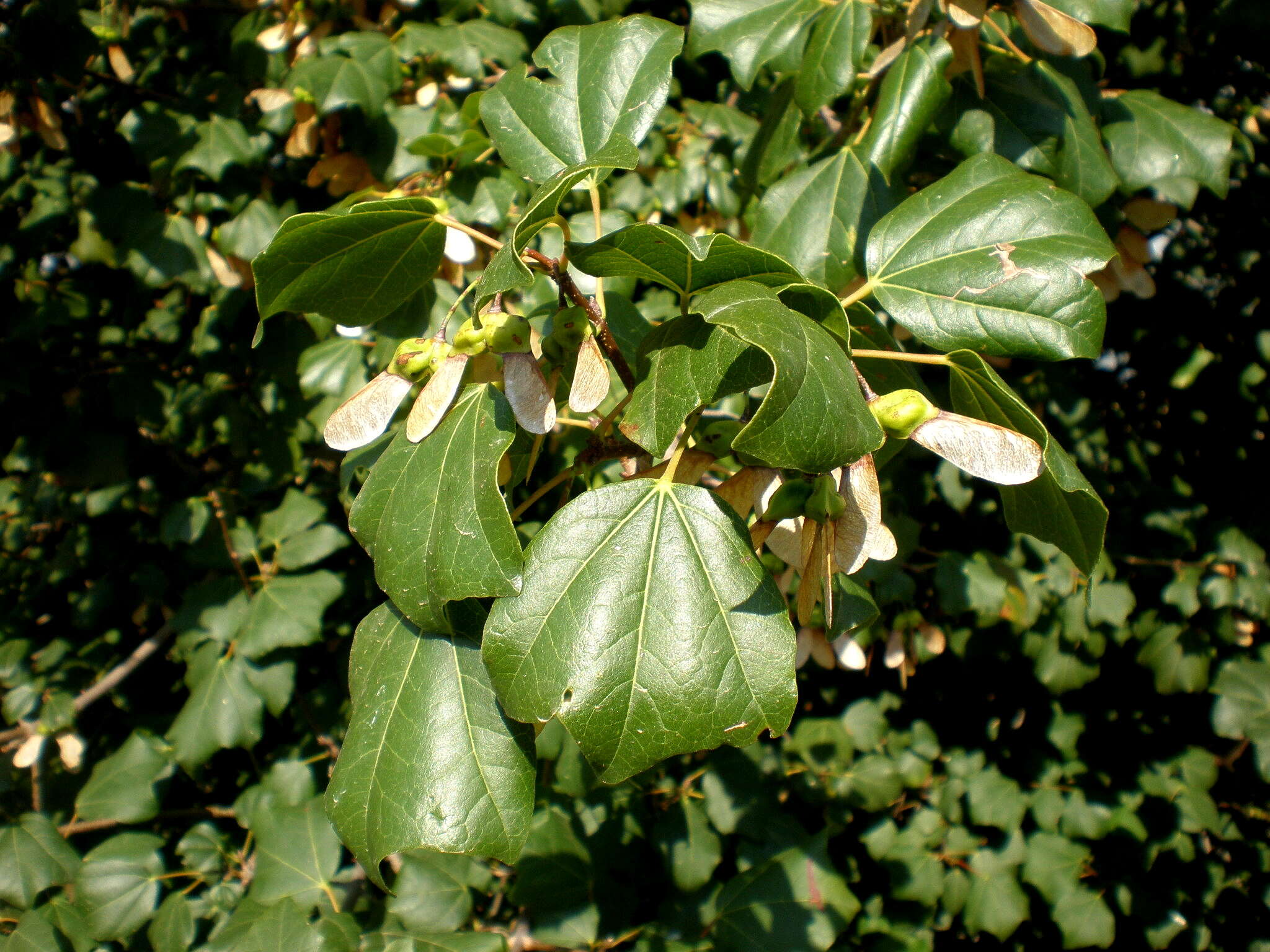 Plancia ëd Acer obtusifolium Sm.