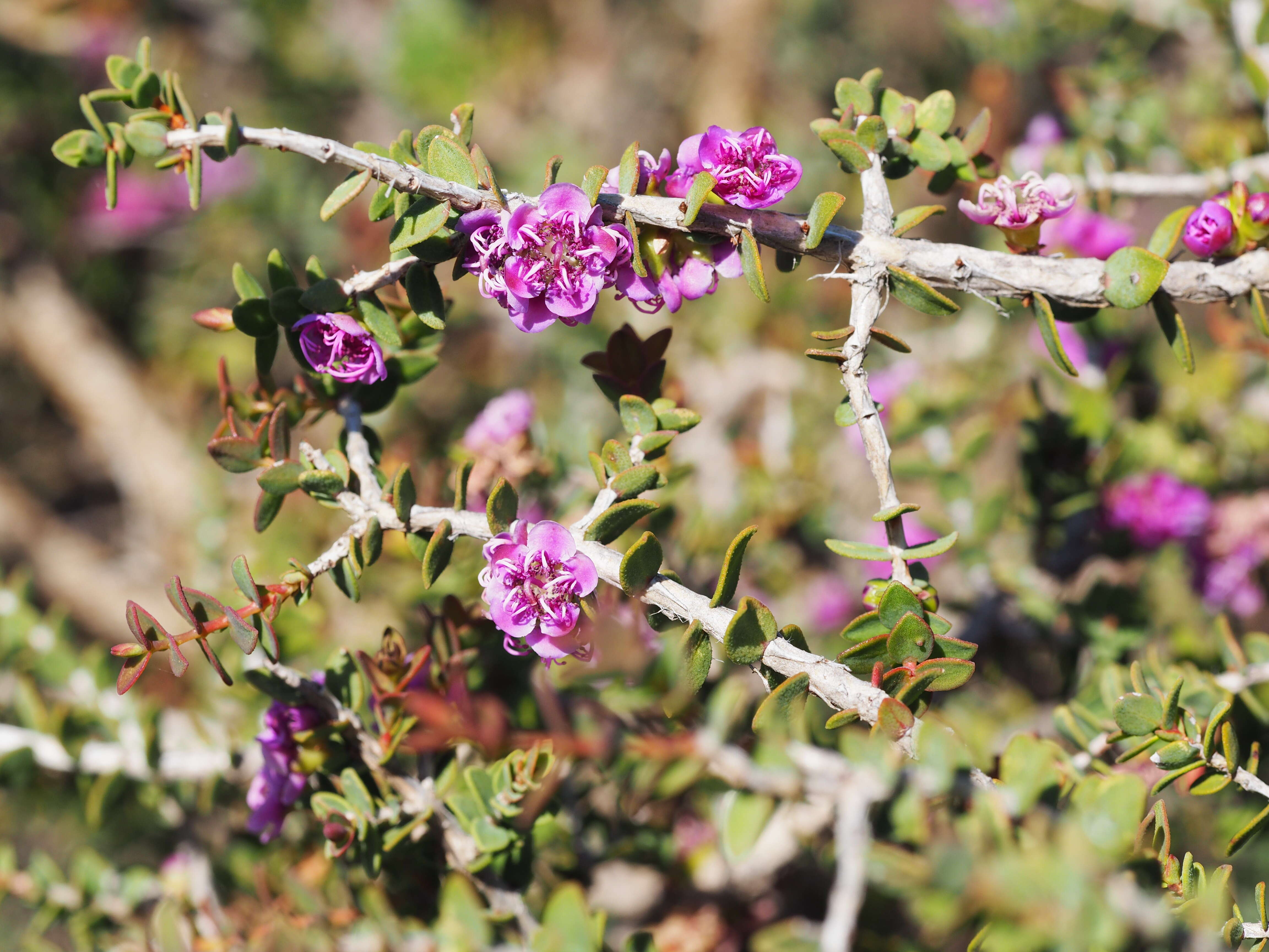 Image of Melaleuca violacea Schau.