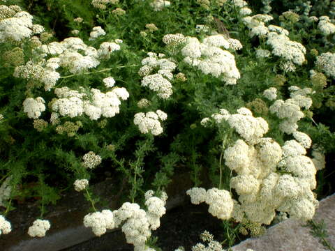 Achillea abrotanoides (Vis.) Vis. resmi