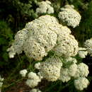 Sivun Achillea abrotanoides (Vis.) Vis. kuva