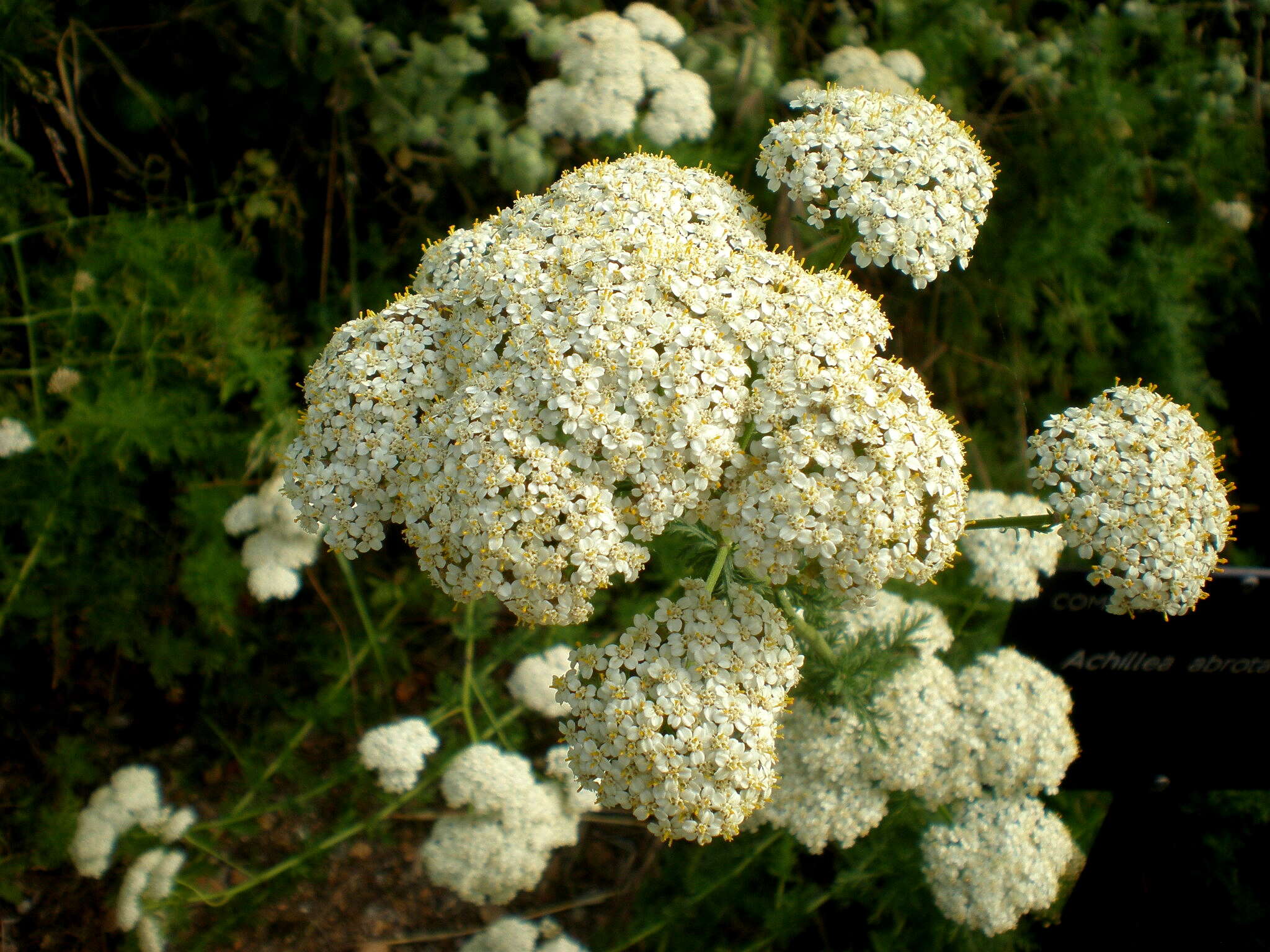 Achillea abrotanoides (Vis.) Vis. resmi