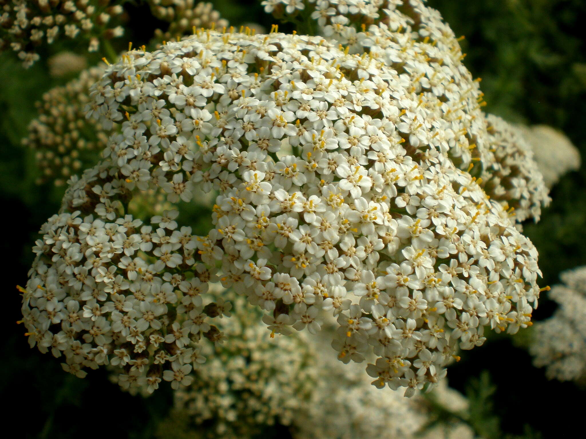 Achillea abrotanoides (Vis.) Vis. resmi