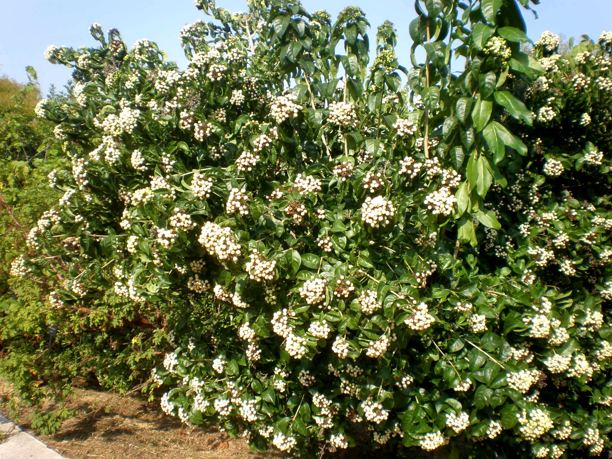 Imagem de Volkameria glabra (E. Mey.) Mabb. & Y. W. Yuan