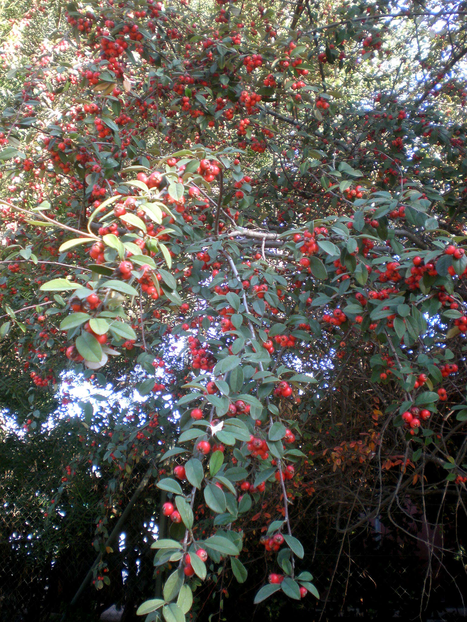 Image of silverleaf cotoneaster