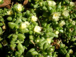 Image of Delosperma echinatum (Lam.) Schwant.