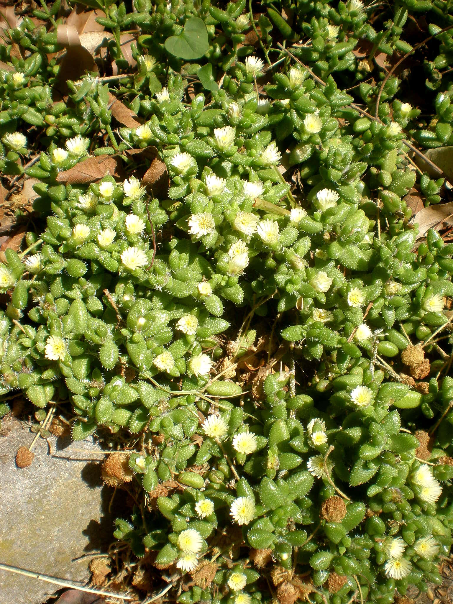 Image of Delosperma echinatum (Lam.) Schwant.