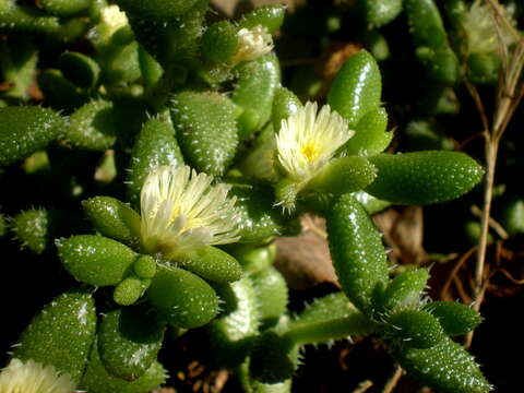 Image of Delosperma echinatum (Lam.) Schwant.