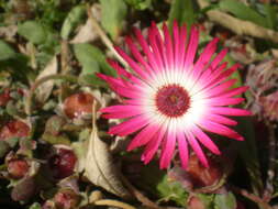 Image of Cleretum bellidiforme (Burman fil.) G. D. Rowley