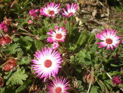 Image of Cleretum bellidiforme (Burman fil.) G. D. Rowley