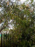 صورة Eucalyptus cosmophylla F. Müll.