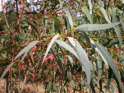 Imagem de Eucalyptus diversifolia Bonpl.