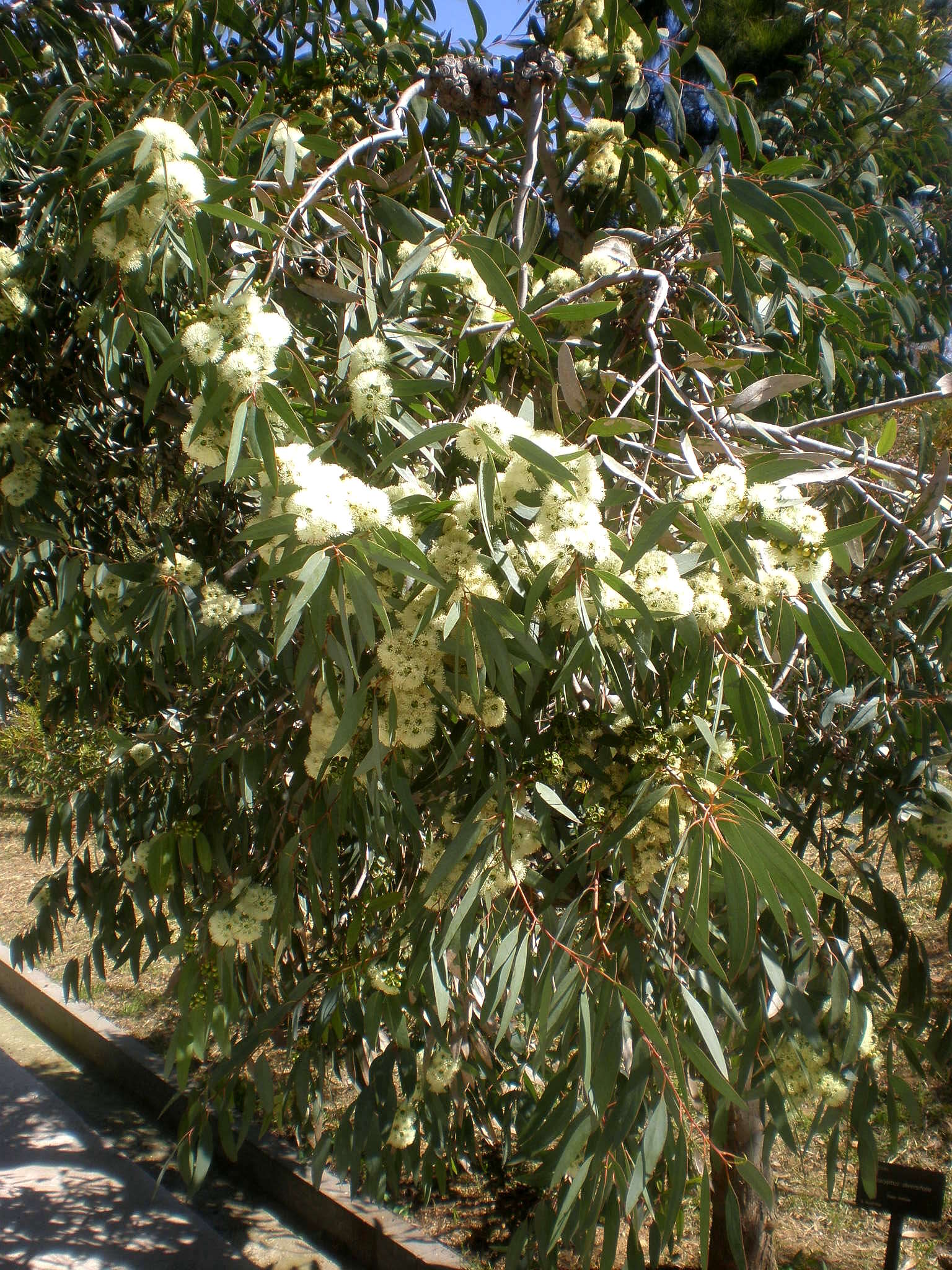 Imagem de Eucalyptus diversifolia Bonpl.