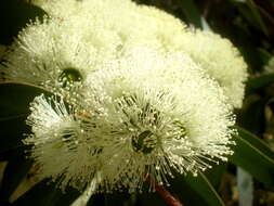 Imagem de Eucalyptus diversifolia Bonpl.