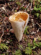 Image of Turbinellus fujisanensis (S. Imai) Giachini 2011