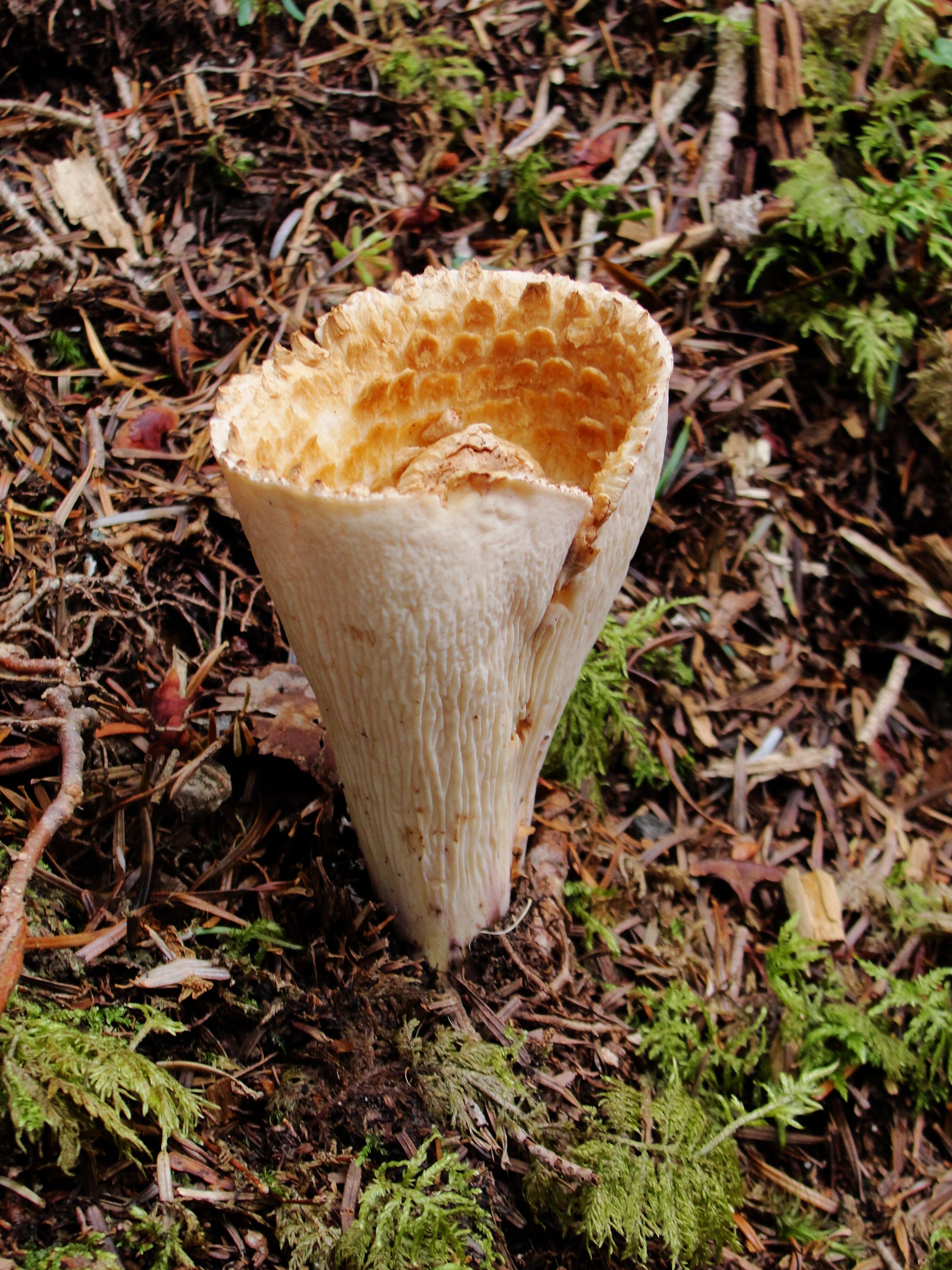 Image of Turbinellus fujisanensis (S. Imai) Giachini 2011