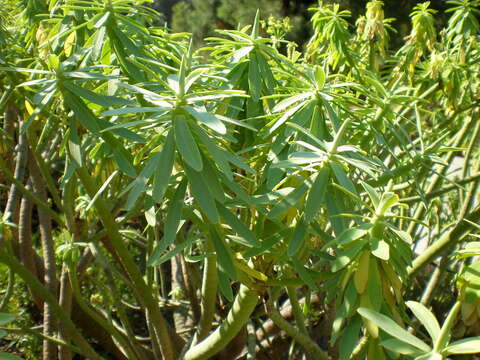 Image of Euphorbia anachoreta Svent.