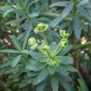 Image of Euphorbia anachoreta Svent.