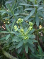 Image de Euphorbia anachoreta Svent.