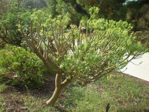 Image of Euphorbia anachoreta Svent.