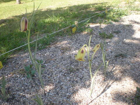 Fritillaria graeca Boiss. & Spruner resmi