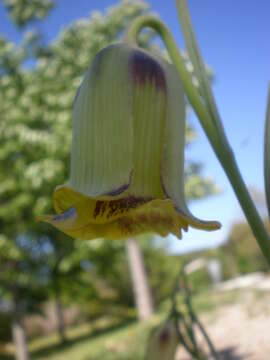 Fritillaria graeca Boiss. & Spruner resmi