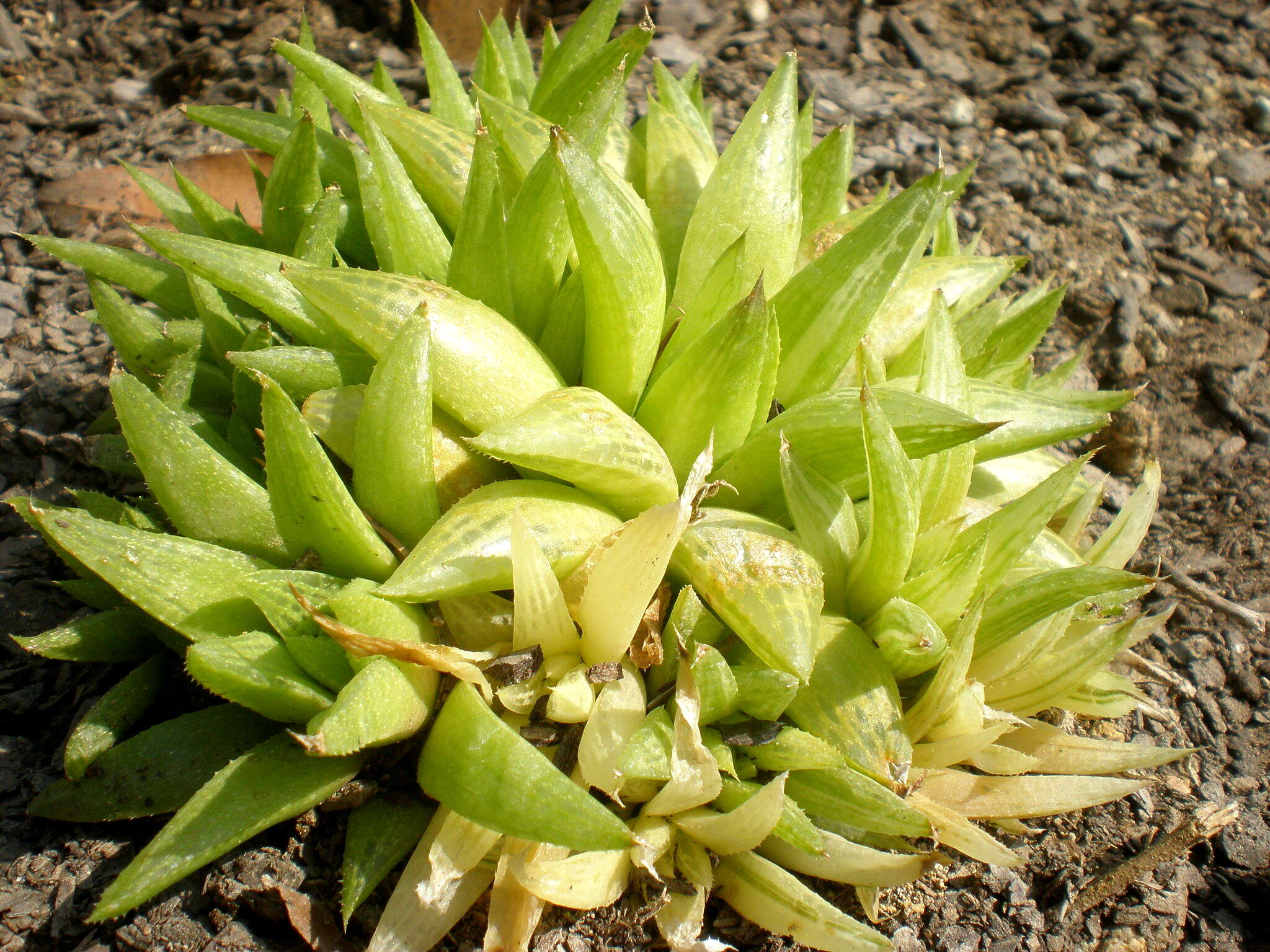 Слика од Haworthia turgida Haw.