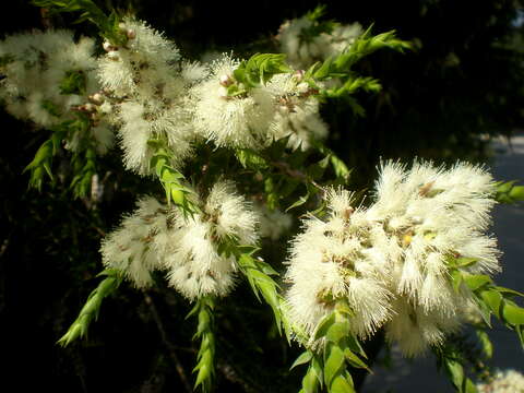 صورة Melaleuca styphelioides Sm.