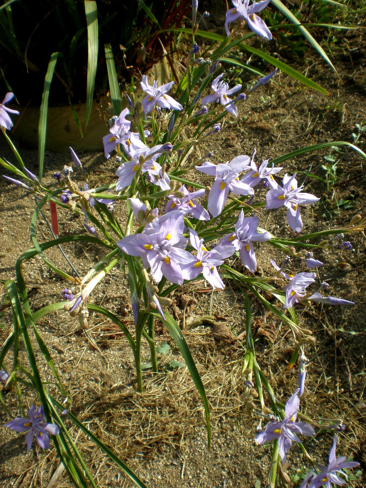 Image of blue-tulip