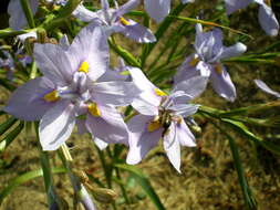 Image of blue-tulip