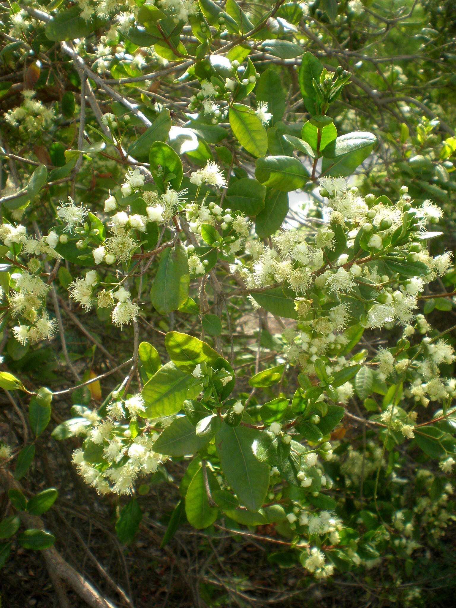 Imagem de Myrceugenia exsucca (A. P. de Candolle) Berg