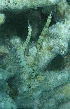 Image of Scribbled pipefish