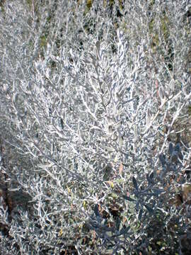 Image de Olearia axillaris (DC.) F. Müll.