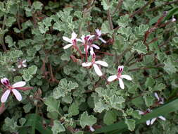 Imagem de Pelargonium exstipulatum (Cav.) L'Her.