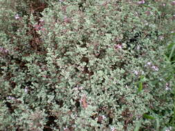 Imagem de Pelargonium exstipulatum (Cav.) L'Her.