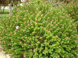 Image of Pimelea ferruginea Labill.