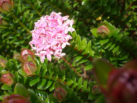 Image of Pimelea ferruginea Labill.