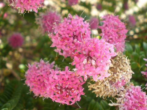 Image of Pimelea ferruginea Labill.