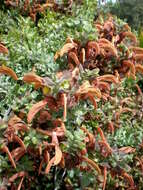 Image of Dune sage