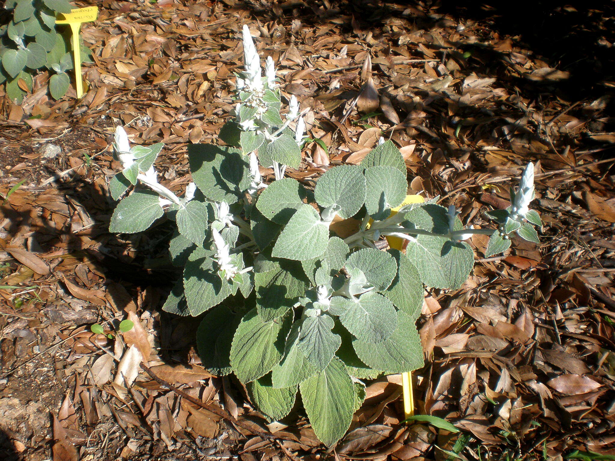 Слика од Sideritis macrostachyos Poir.