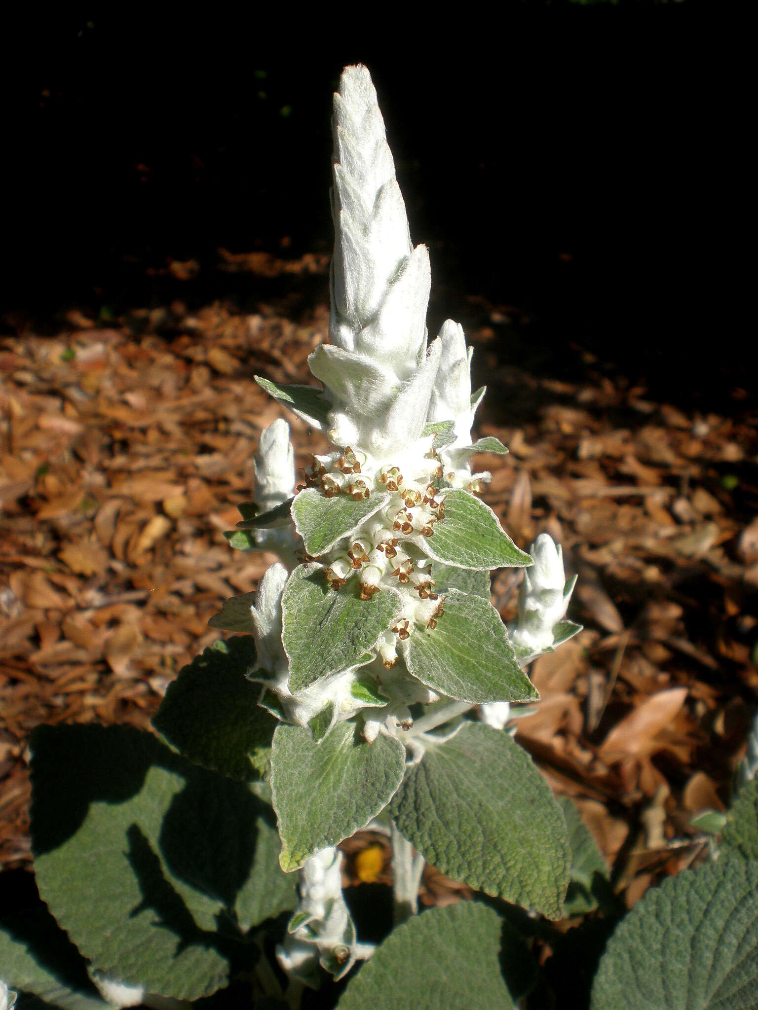 Слика од Sideritis macrostachyos Poir.