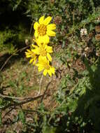 صورة Bahiopsis laciniata (A. Gray) E. E. Schilling & Panero