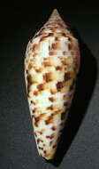 Conus pretiosus G. Nevill & H. Nevill 1874的圖片