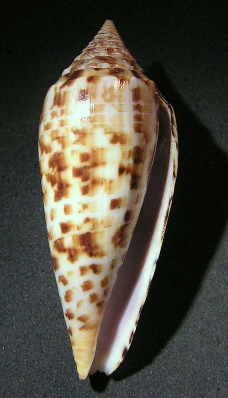 Image of Conus pretiosus G. Nevill & H. Nevill 1874