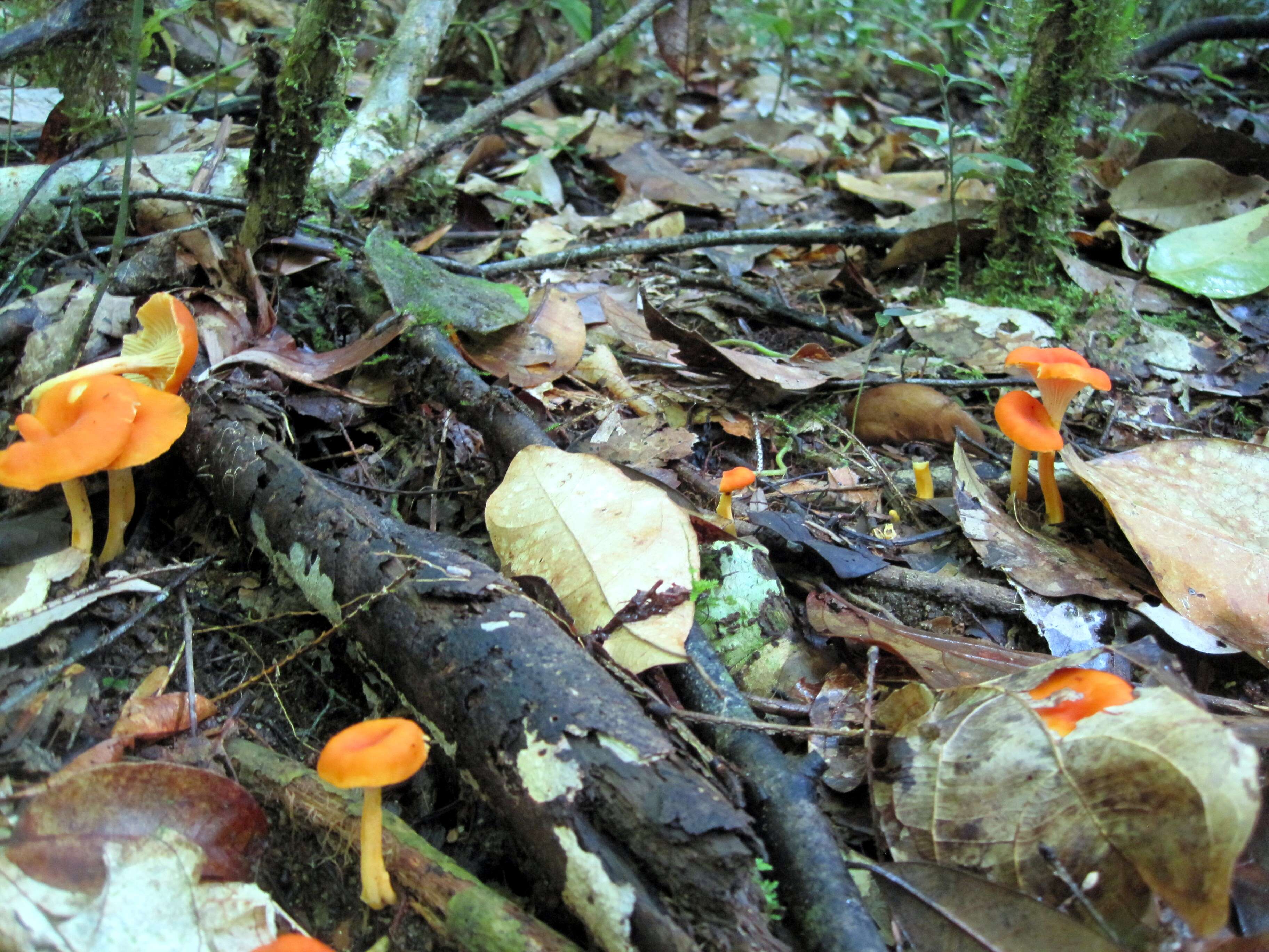 Image of Cantharellus guyanensis Mont. 1854