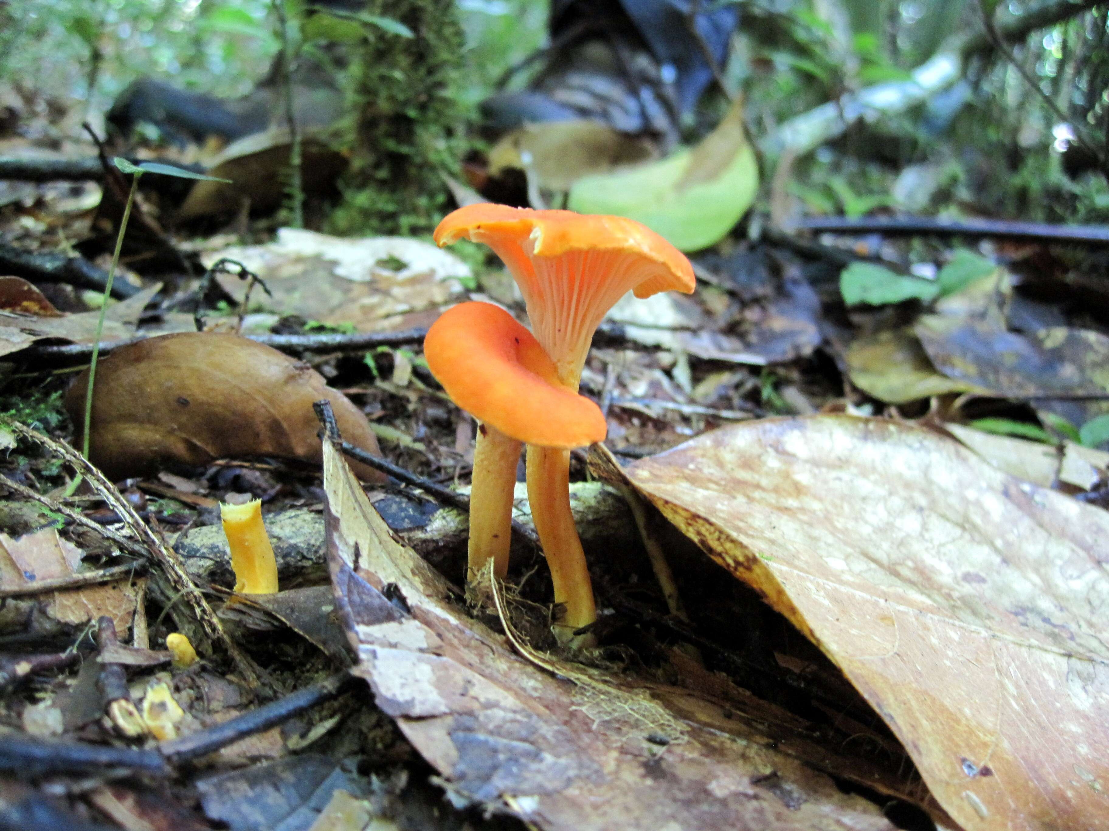 Image de Cantharellus guyanensis Mont. 1854