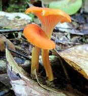 Image de Cantharellus guyanensis Mont. 1854