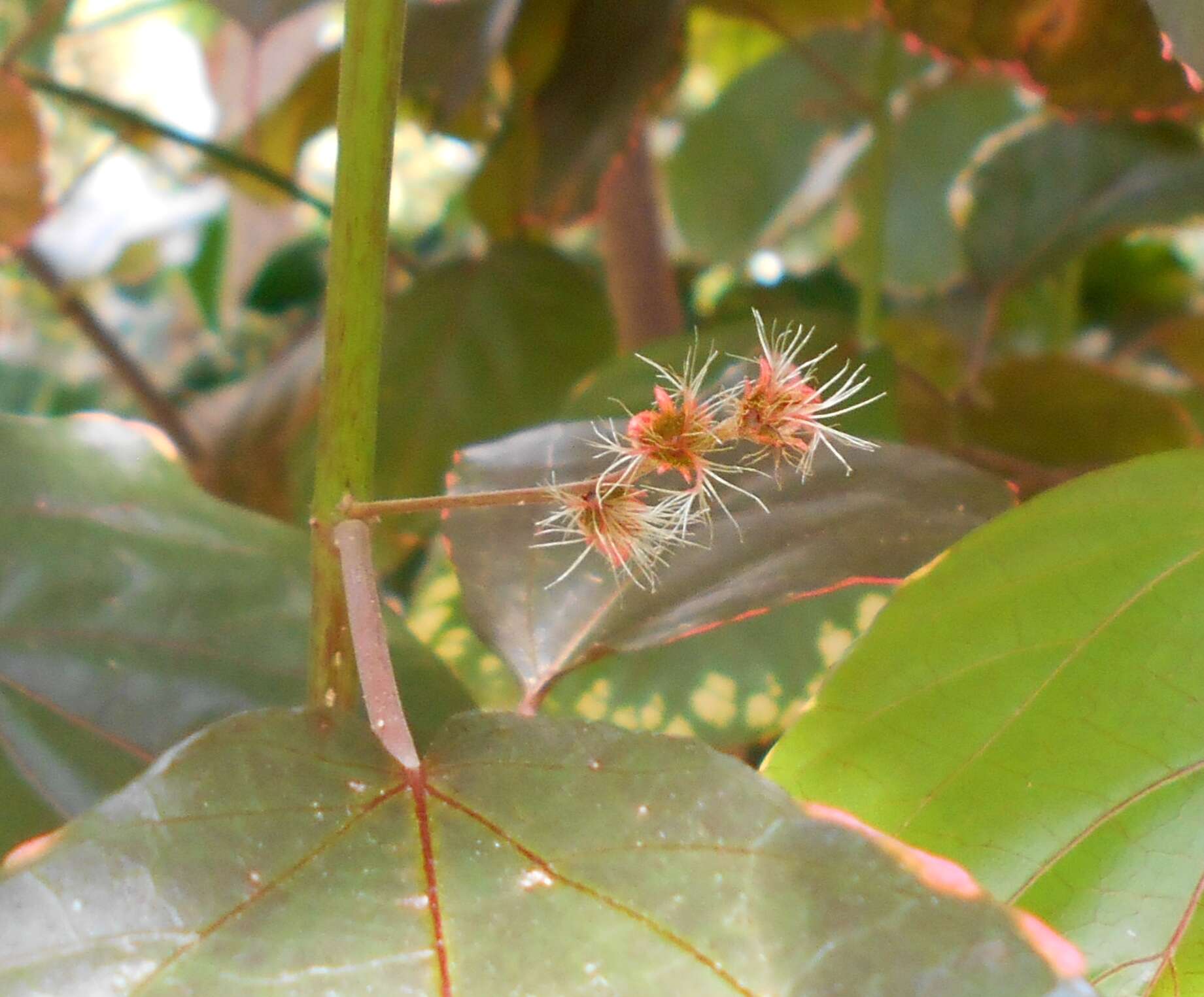 Image de Acalypha wilkesiana Müll. Arg.