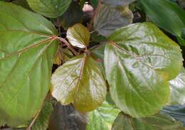 Image de Acalypha wilkesiana Müll. Arg.